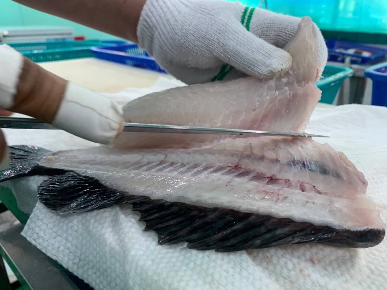 6시내고향 충남 서천 광어요리 맛집 원양호 수산물 온라인 주문