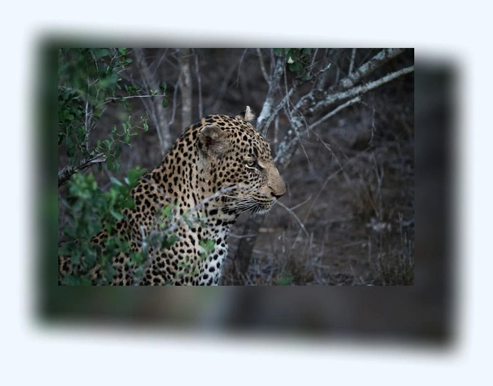 고양이 허피스_3_subsection