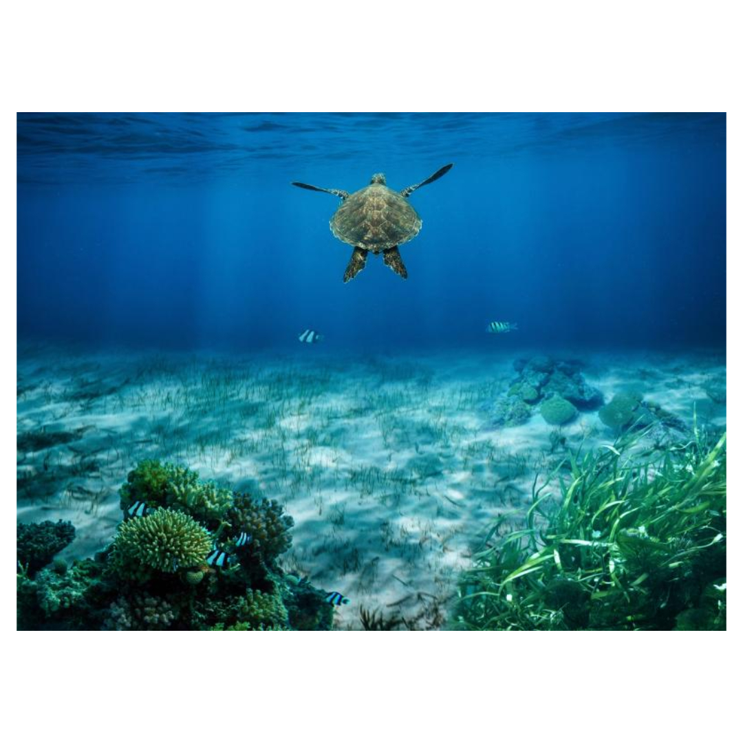 식물성 알티지 오메가3와 관련된 사진입니다.