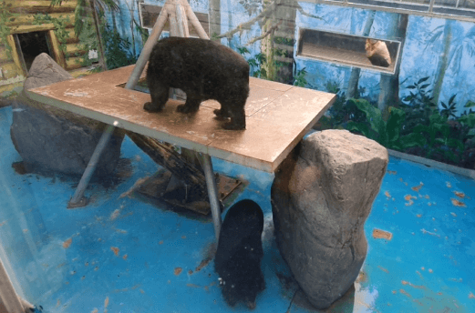 실외동물원-곰사육장