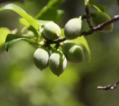 매실나무 열매1