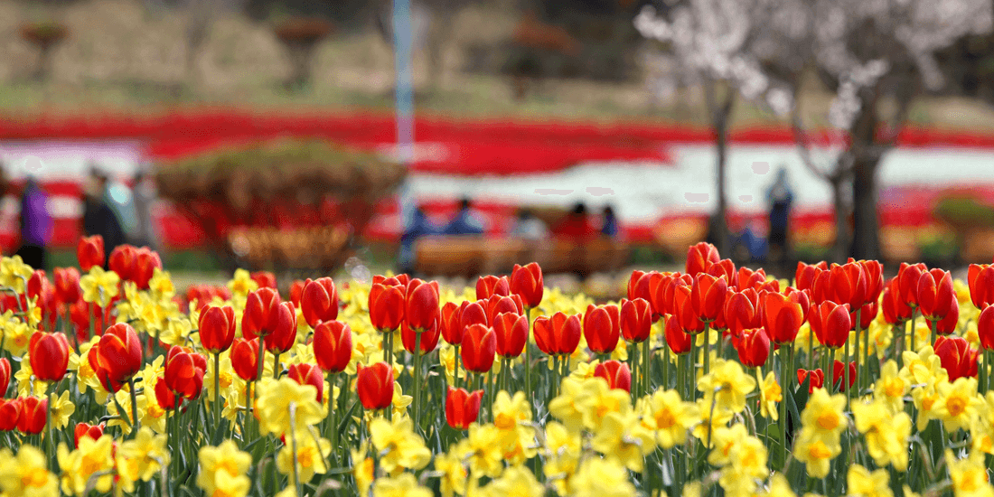 태안 세계 튤립 축제