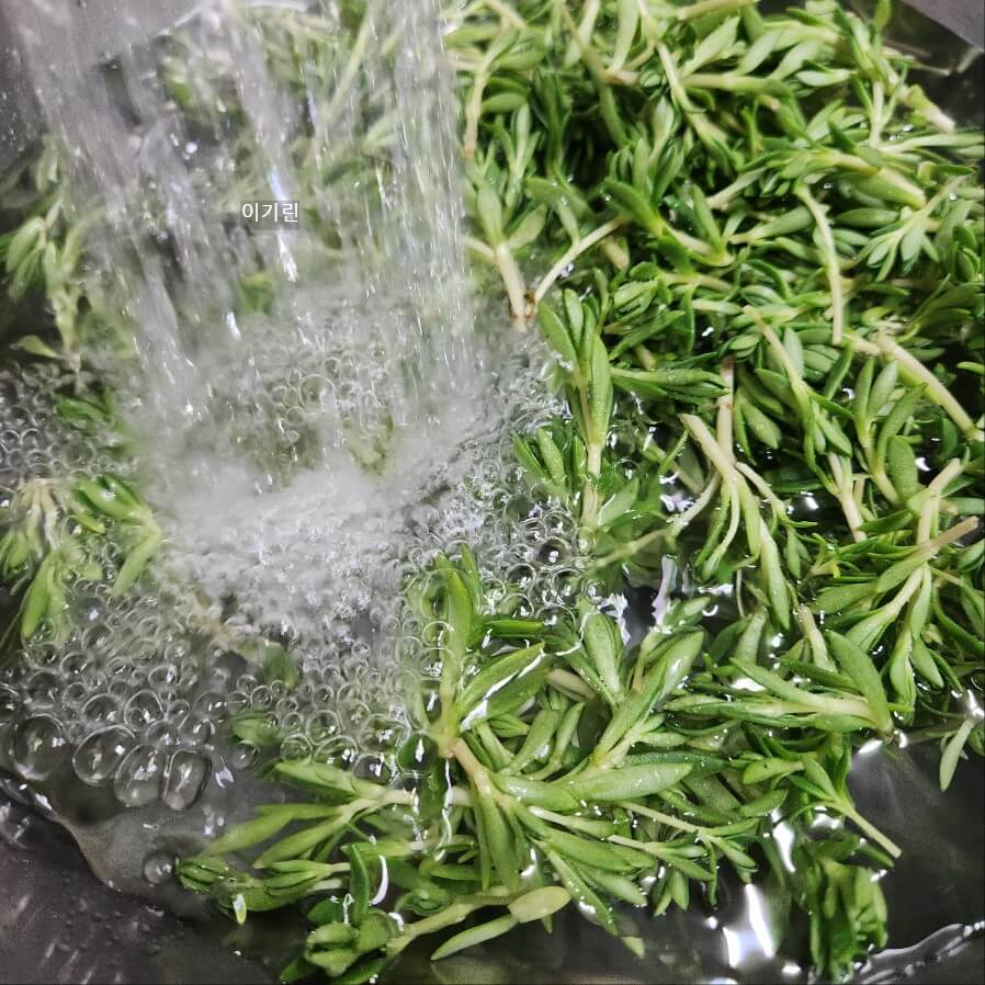 입맛을 돋아주는 돋나물 사과 무침 만드는 법 봄나물 효능