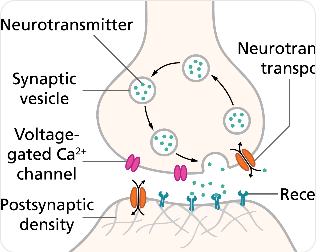 신경 구조 속에서 전기 신호를 통해 뉴런이 전달되는 모습