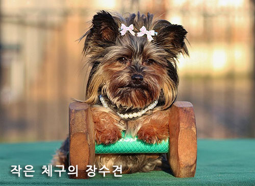 작은 체구의 장수견