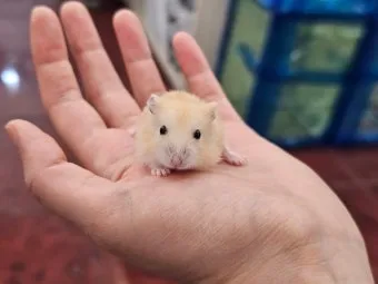 햄스터 한밤중에 집을 탈출하려는 이유 관리_22