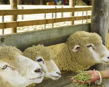 횡성 한우축제_14