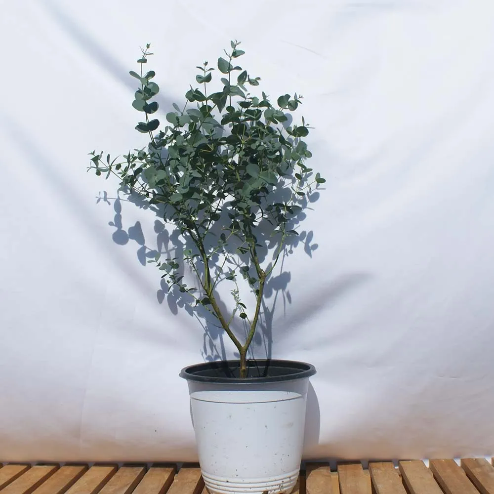 유칼립투스 물주기 향기유지 가지치기 환기관리 실내에서 키우는 요령_3