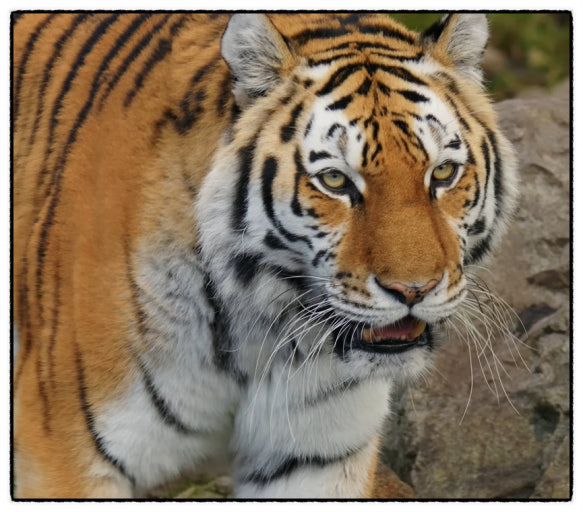 2026 대박띠 호랑이띠