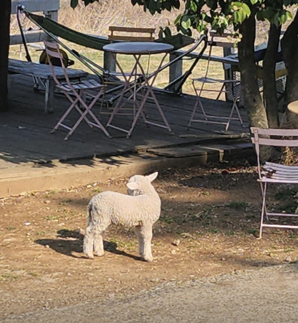 6시 내고향 남해양떼목장 양모리학교 산양유 체험