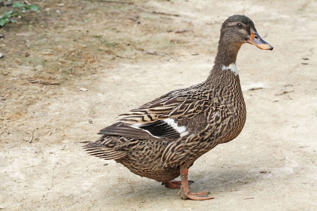 Han Duck-soo