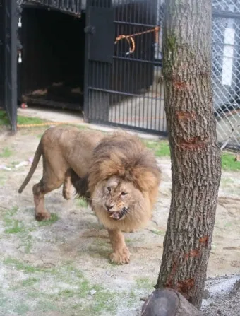 아시아사자 인도 동물 특징 성격_19