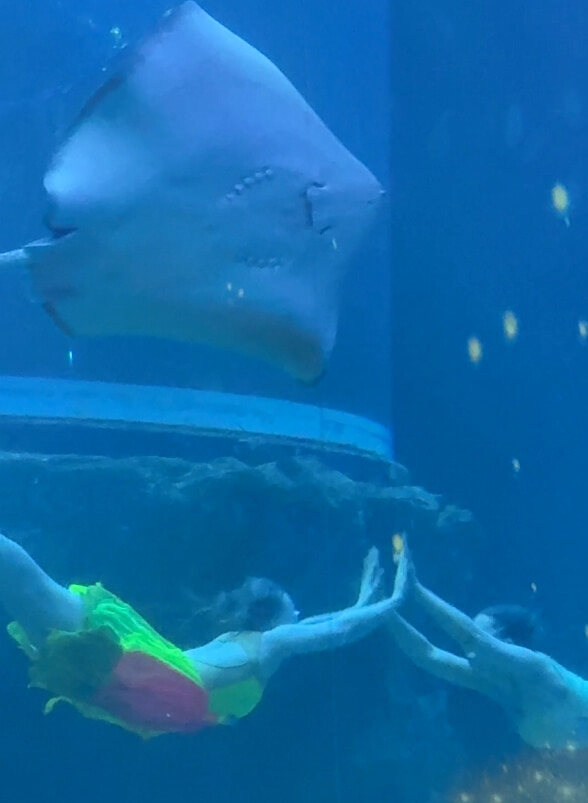 여수아쿠아플라넷-인어공주가오리공연