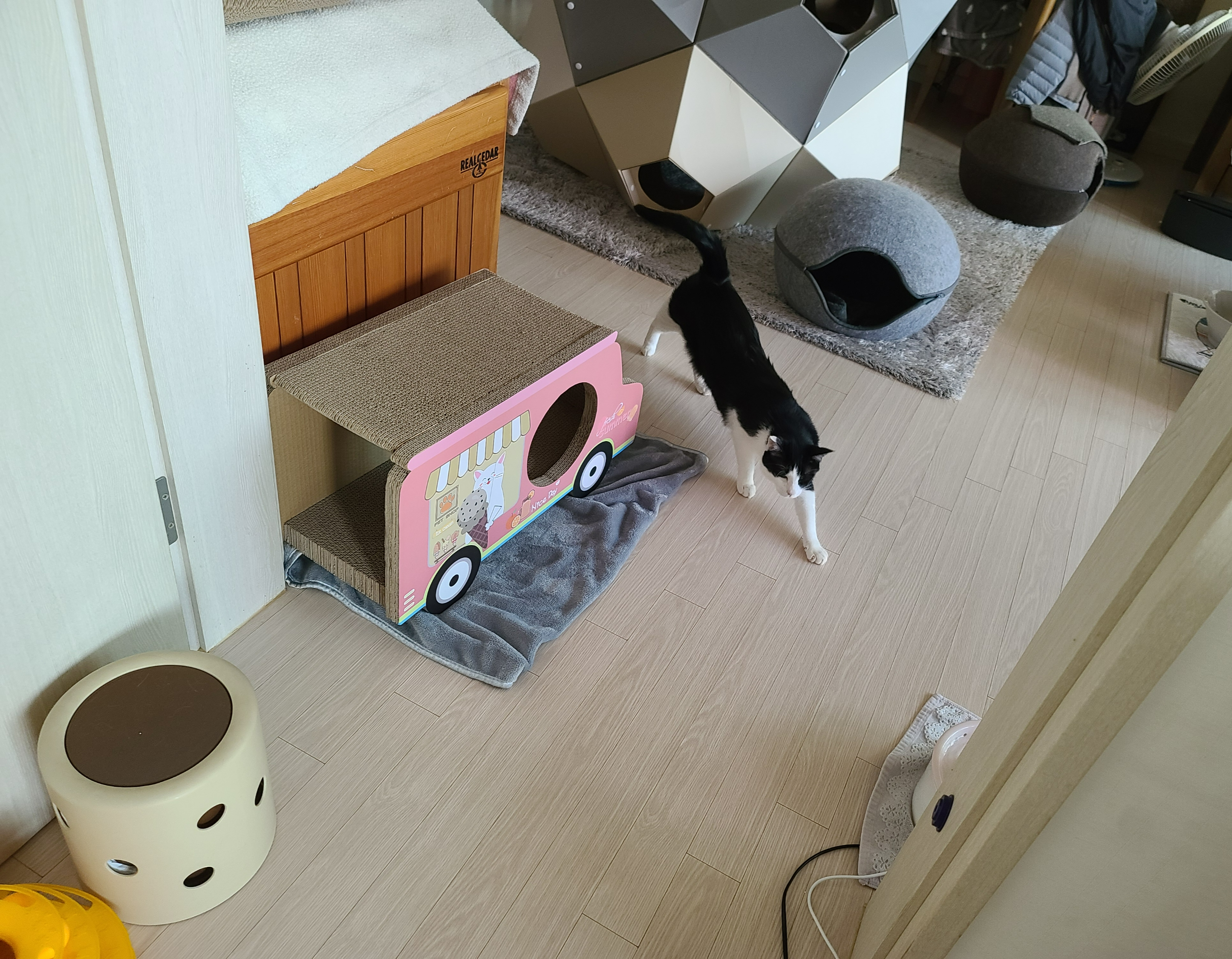 고양이들이 이러면 전기장판을 켜드려야겠죠?