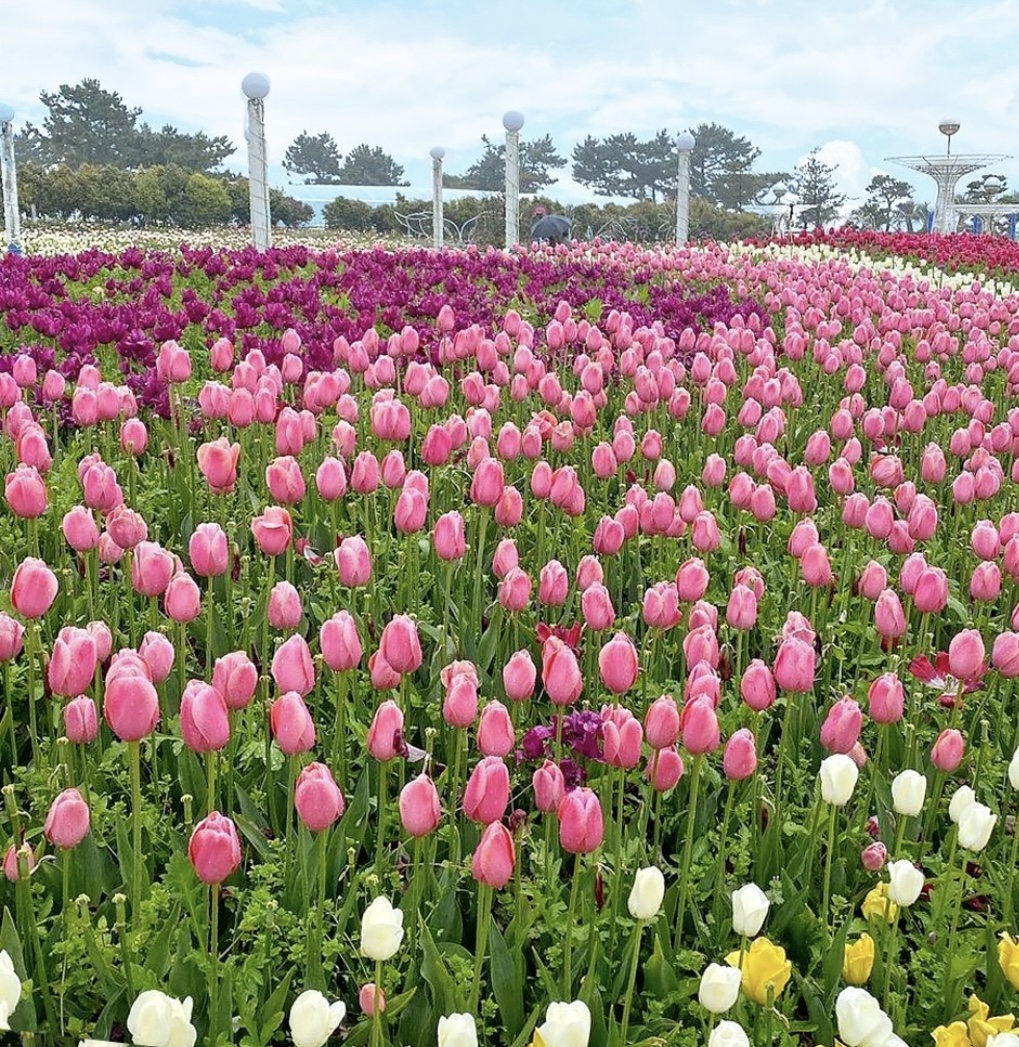 2025 전국 장미축제 총정리 관련사진