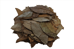 그라비올라 효능12