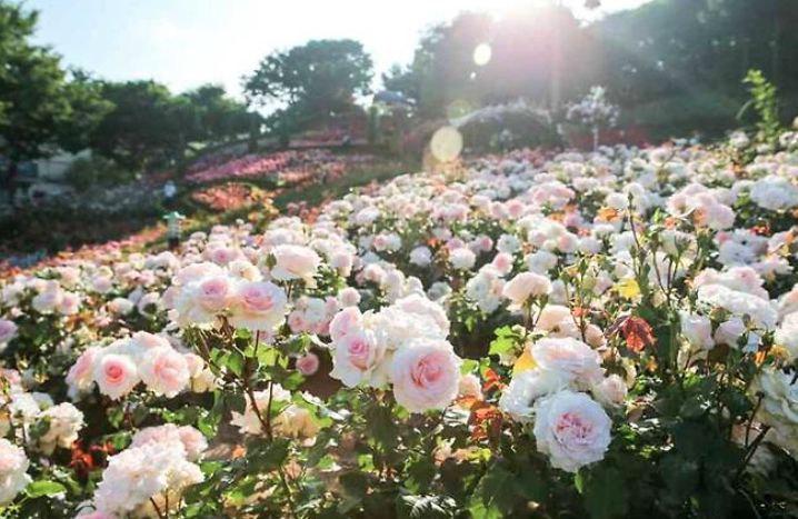 2025 부천 백만송이 장미축제