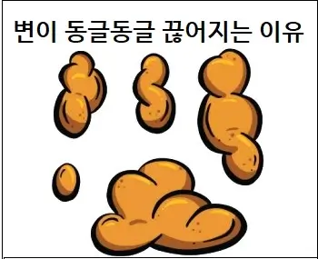 변이 동글동글 끊어지는 이유