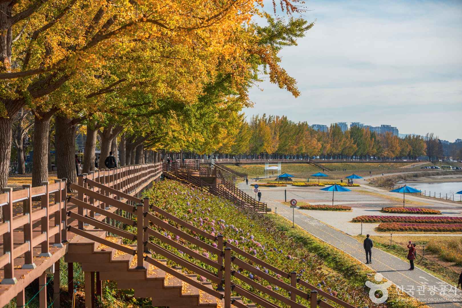 아산 곡교천 은행나무길