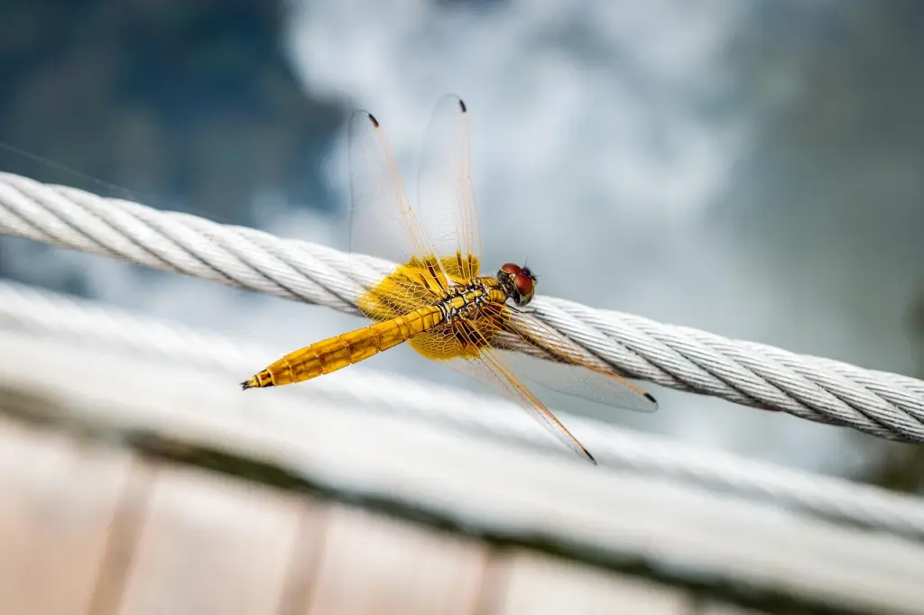 곤충을 관찰하는등 다양한 활동