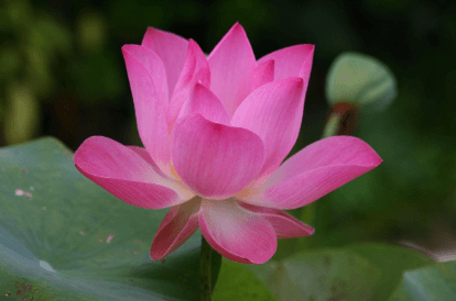 연꽃