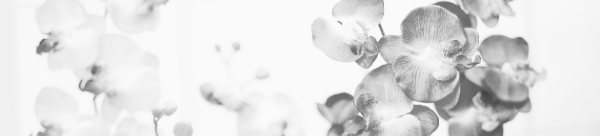 호접란 키우는 방법