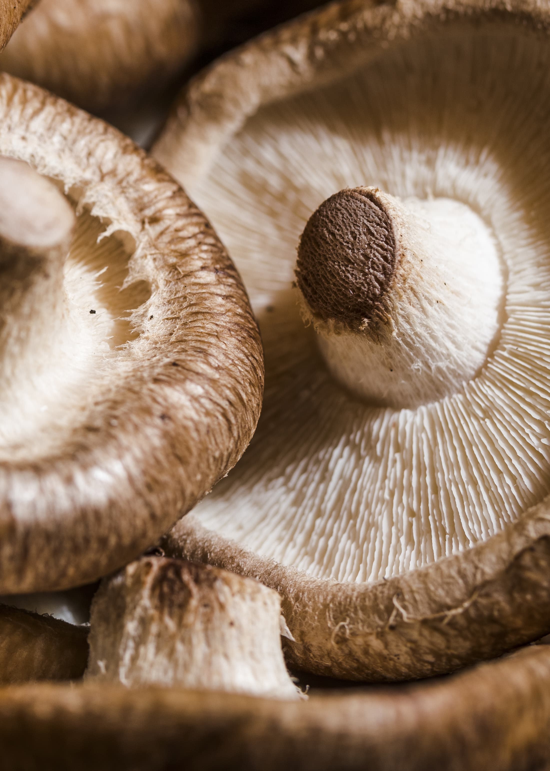 속리산 표고버섯의 향미, 구아닐산과 아미노산의 조화