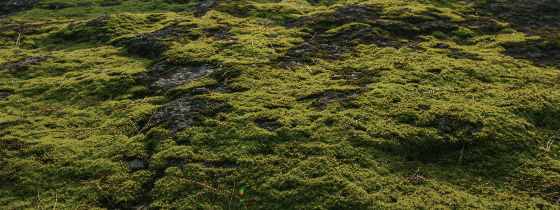 화담숲 예약 방법 및 꿀팁 총정리