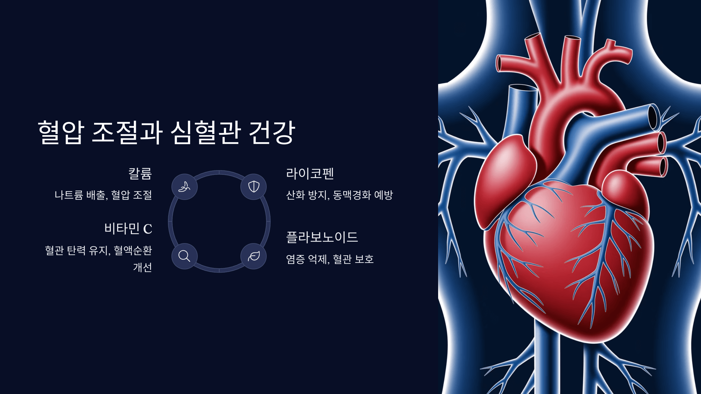 혈관 조절과 심혈관