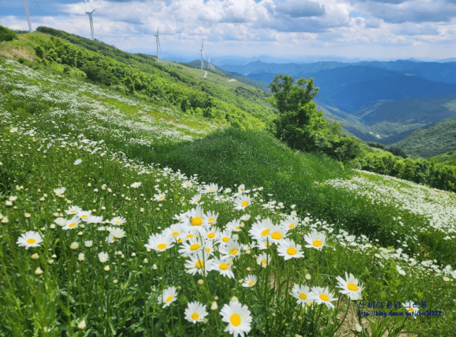 청옥산육백마지기