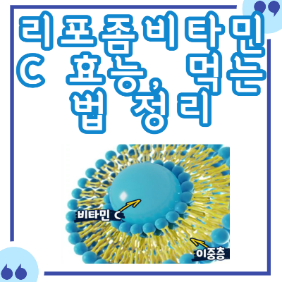 리포좀비타민c