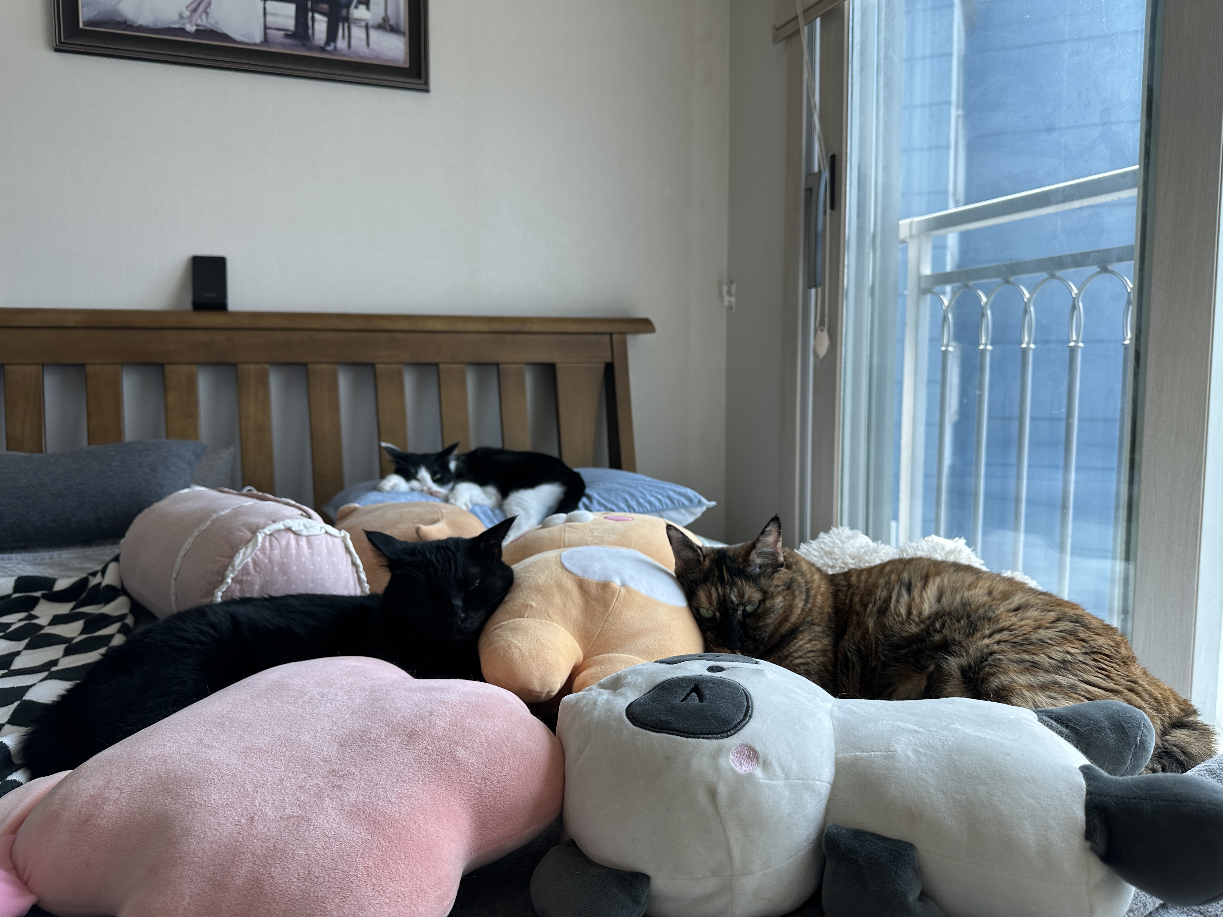 사이좋은_고양이_건이와_사랑이_그리고_두리_1