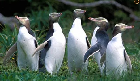 노란눈 펭귄 가족