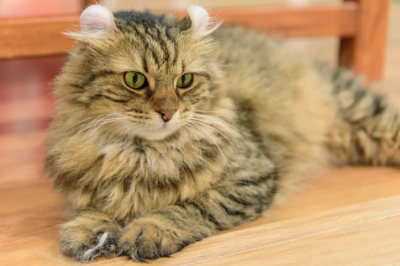 아메리칸 컬의 이미지