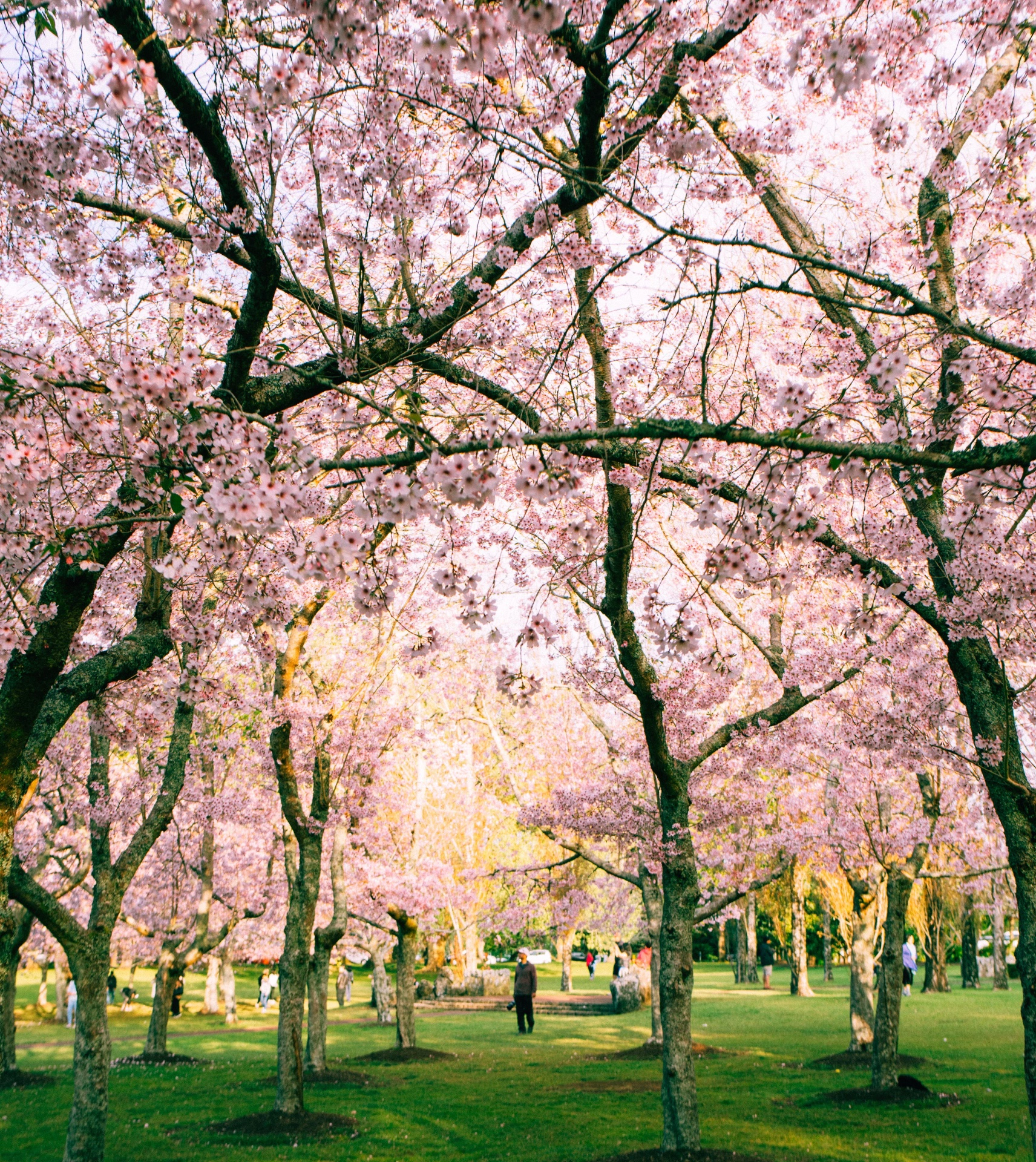 화개장터 벚꽃축제 위치