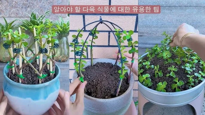 다육이 물주기 환기요령 일조량관리 여름과 겨울 관리법_6