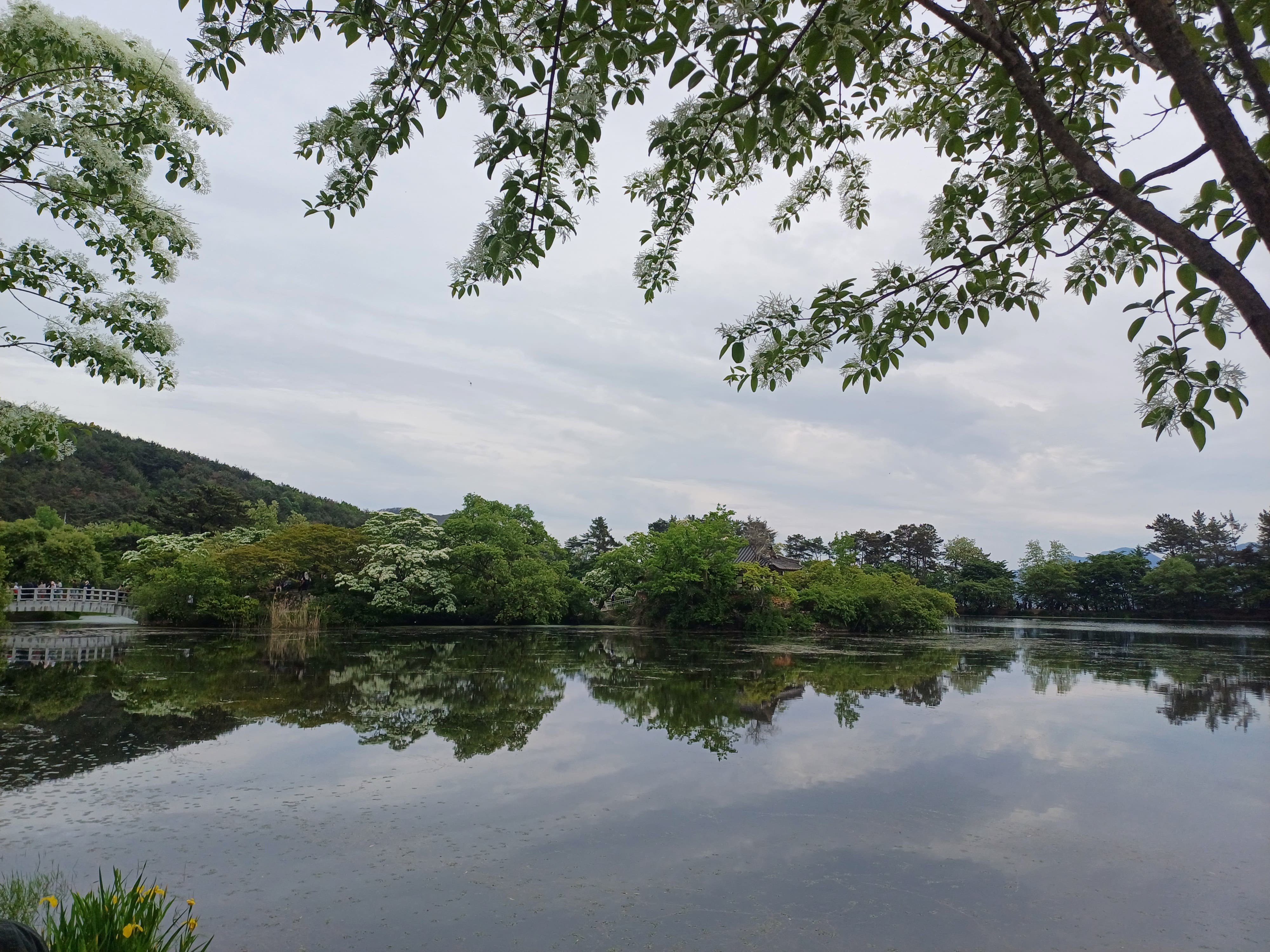 이팝나무-반영된-모습