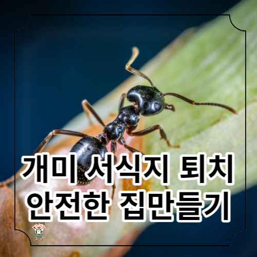 개미 퇴치하는 방법: 해충 없는 집