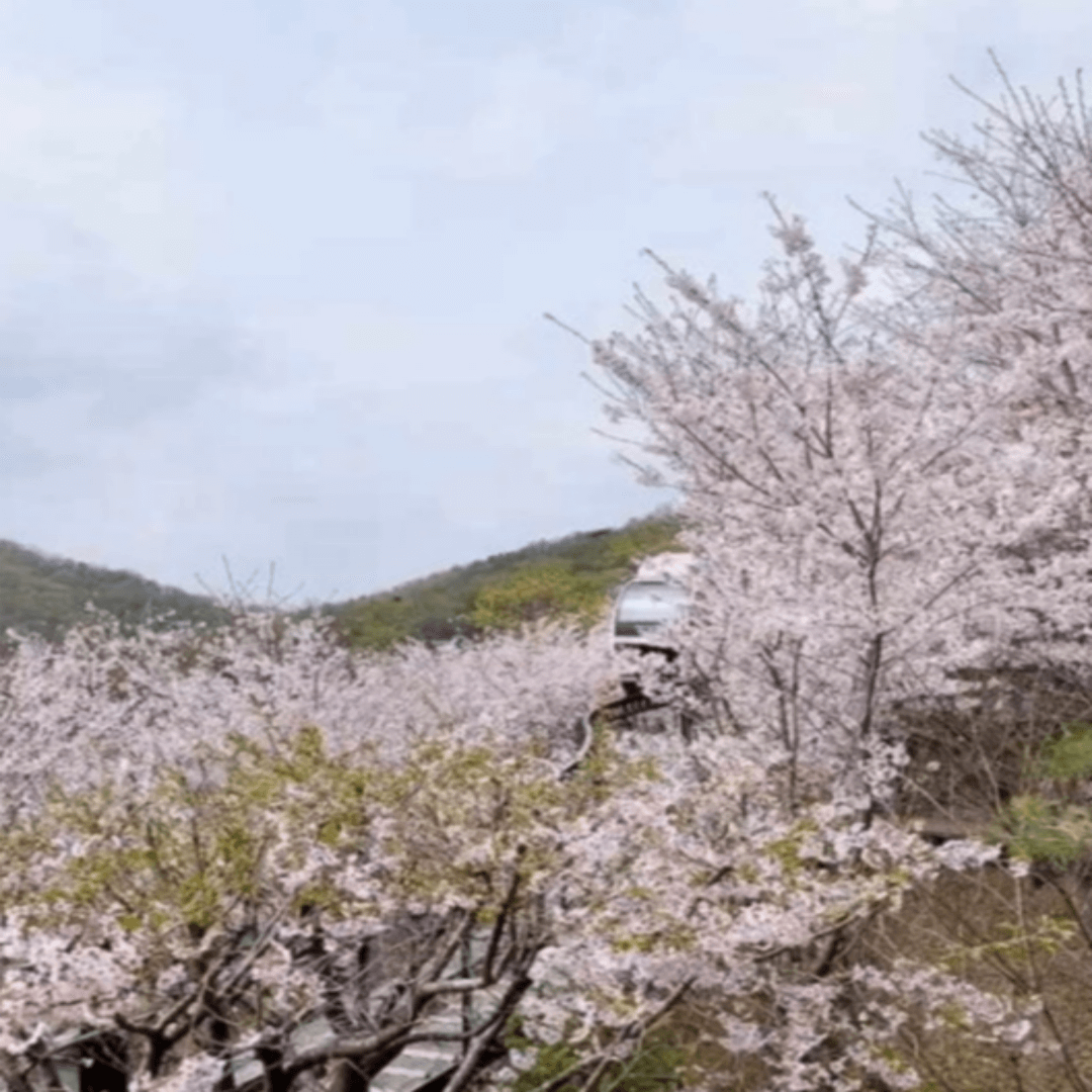 전주한옥마을 봄꽃축제