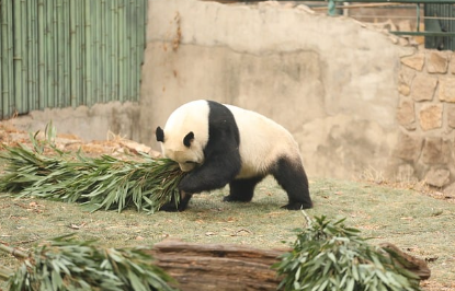 판다 꿈해몽 및 뜻풀이