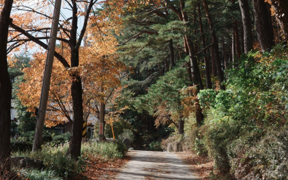 강릉 대관령 옛길