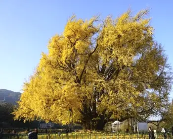 반계리 은행나무_22