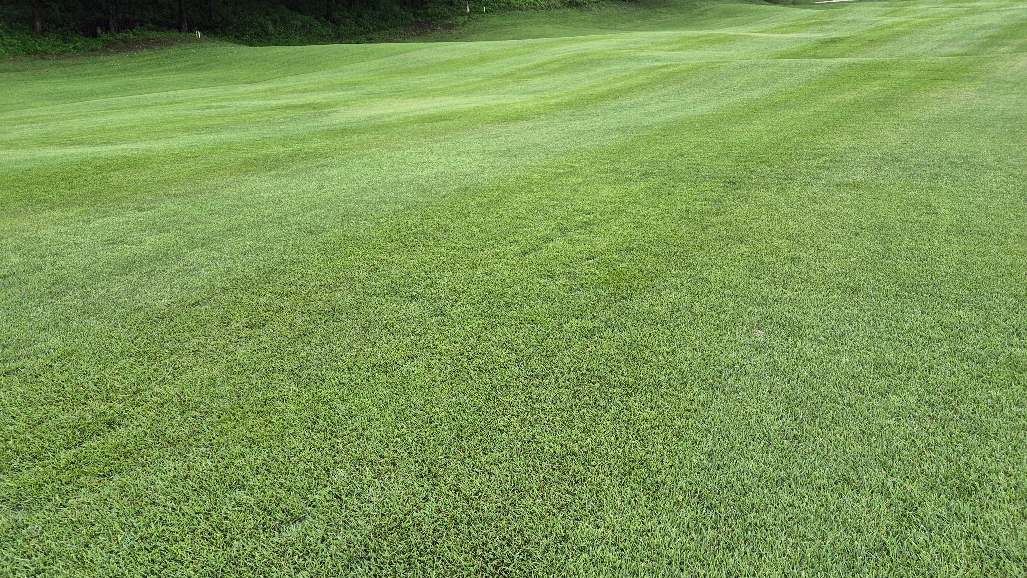 뉴서울cc 예술in-문화in 코스 라운드 후기