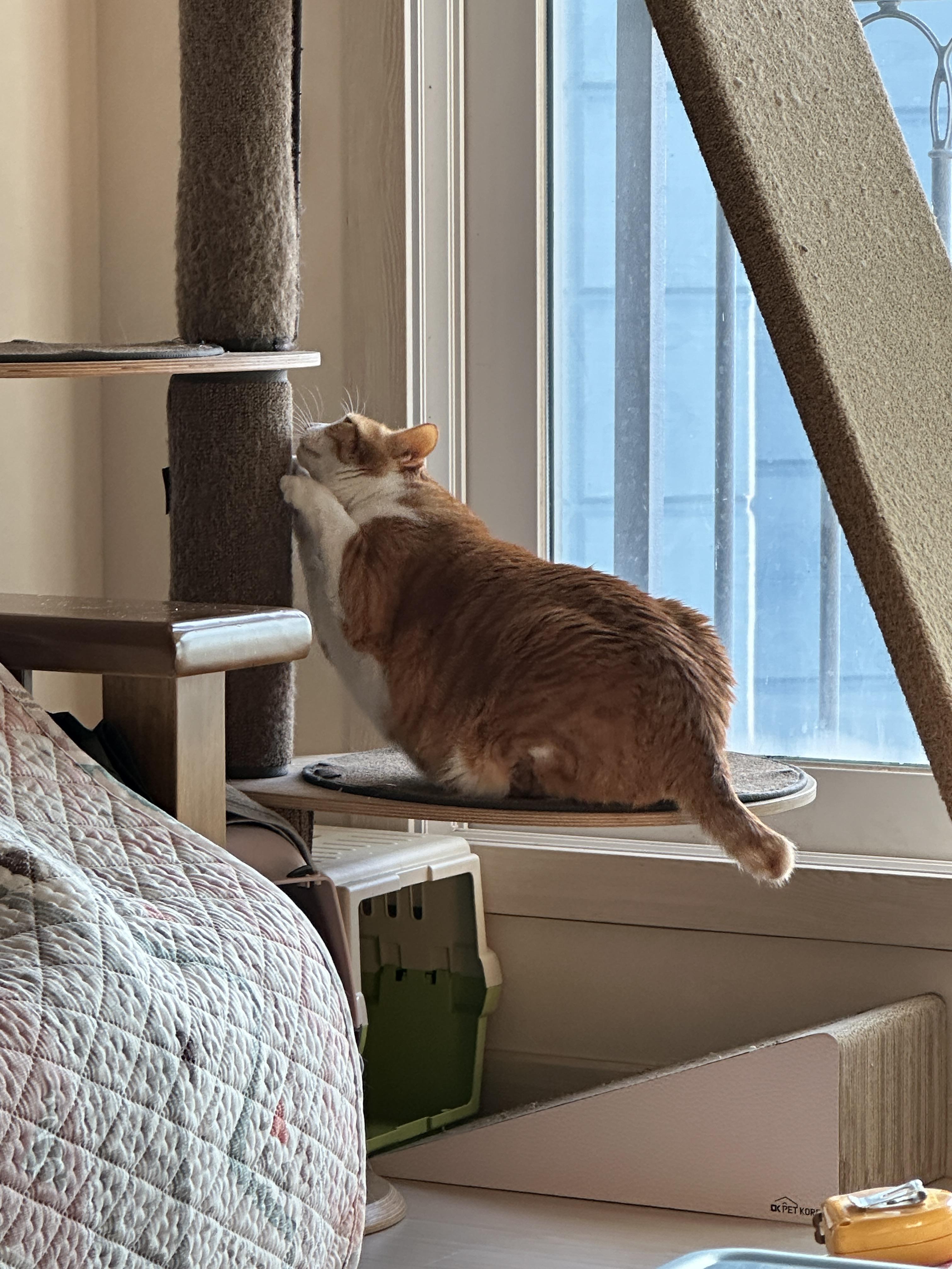 12월5일_활력좋은_호야