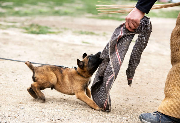 국내 반려동물 훈련소 추천