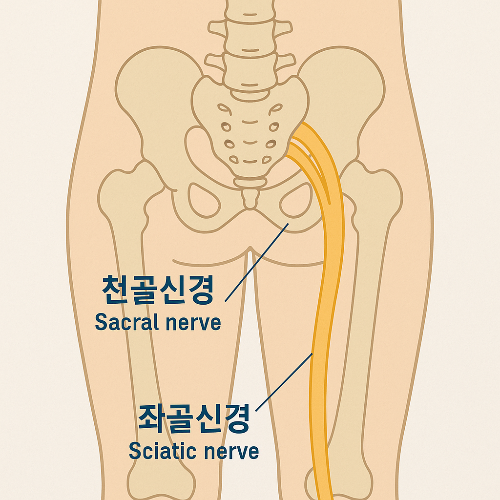 환도선다가 뭐길래? 임신 후기 골반 통증의 원인 완화법