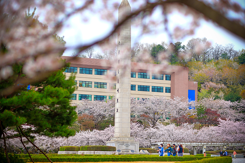 경희대-벚꽃