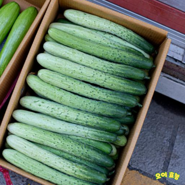 오이 효능 : 오이의 효능 알고 드세요!