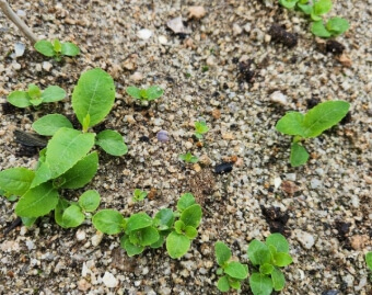 도라지 파종시기