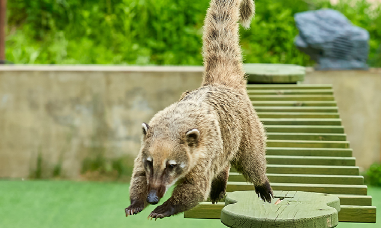 홍천 알파카월드